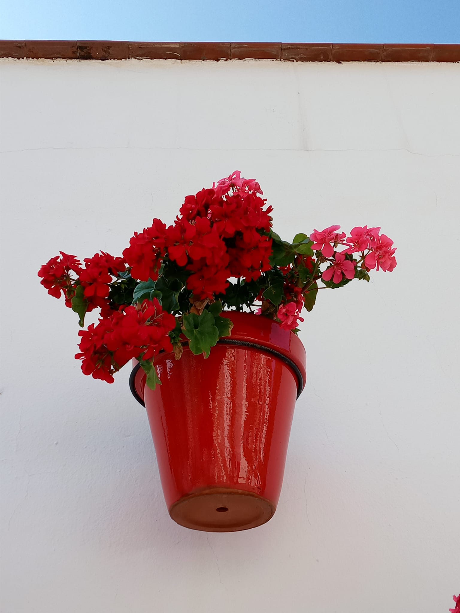 Una foto de una maceta y una flor roja.